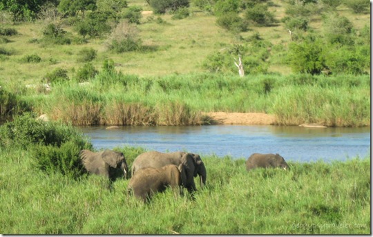 Elephants Kruger National Park Mpumalanga South Africa