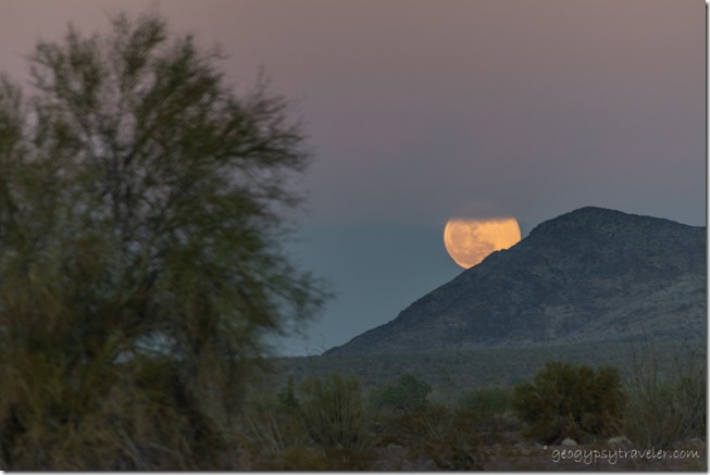 Palo Verde tree desert Kofa Mts full moon rise Earth Shadow BLM Palm Canyon Rd Kofa National Wildlife Refuge Arizona