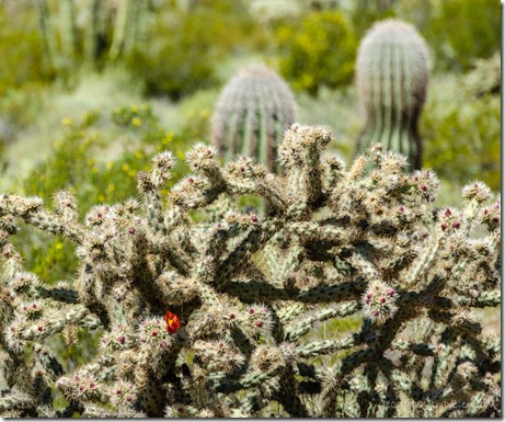 red Cholla cactus flower Ajo Mt Dr Organ Pipe Cactus National Monument Arizona