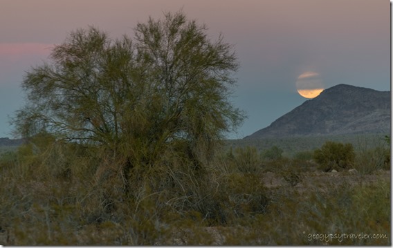 Palo Verde tree desert Kofa Mts full moon rise Earth Shadow BLM Palm Canyon Rd Kofa National Wildlife Refuge Arizona