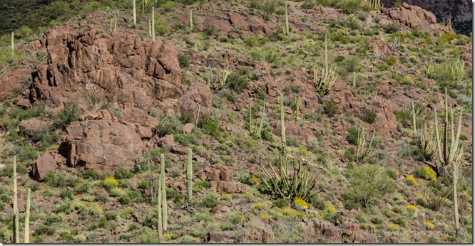 desert cactus mts clouds Ajo Mt Dr Organ Pipe Cactus National Monument Arizona