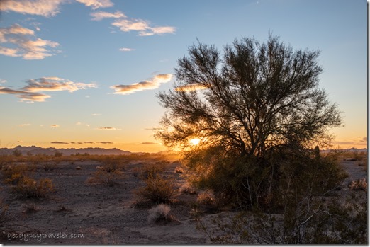 Palo Verde tree desert sunset clouds BLM Palm Canyon Rd Kofa National Wildlife Refuge Arizona