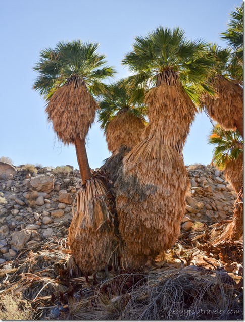 Palm grove at Palm Springs Anza-Borrego Desert State Park California