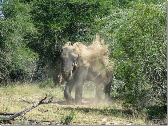 Tailless Elephant dust bathing Kruger National Park Mpumalanga South Africa