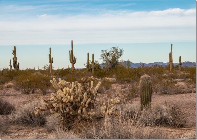 cactus desert clouds BLM Palm Canyon Rd Kofa National Wildlife Refuge Arizona