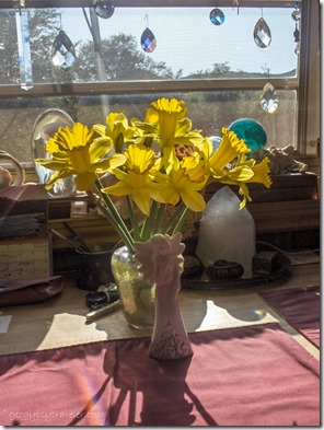 birthday Daffodils in RV Yarnell Arizona
