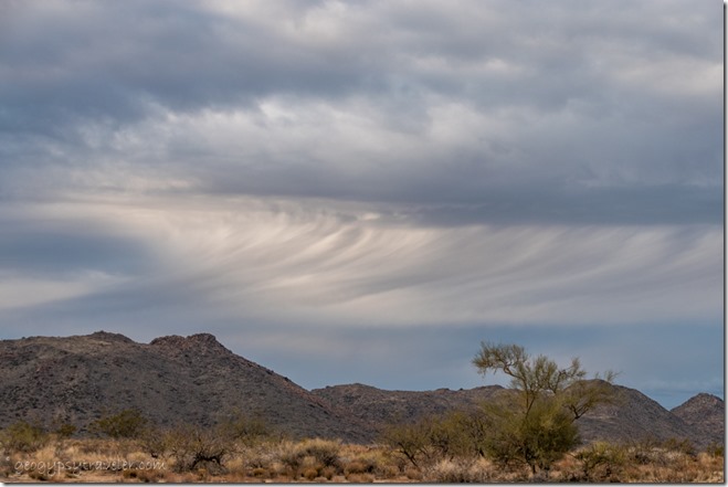 Palo Verde tree desert Date Crk Mts curved virga storm clouds BLM Stanton Rd Congress Arizona
