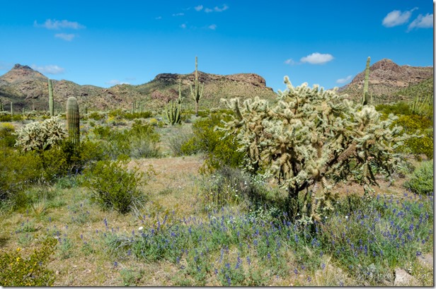 flowers cactus mts Ajo Mt Dr Organ Pipe Cactus National Monument Arizona
