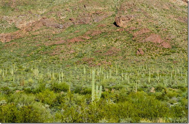 flowers desert cactus mts clouds Ajo Mt Dr Organ Pipe Cactus National Monument Arizona