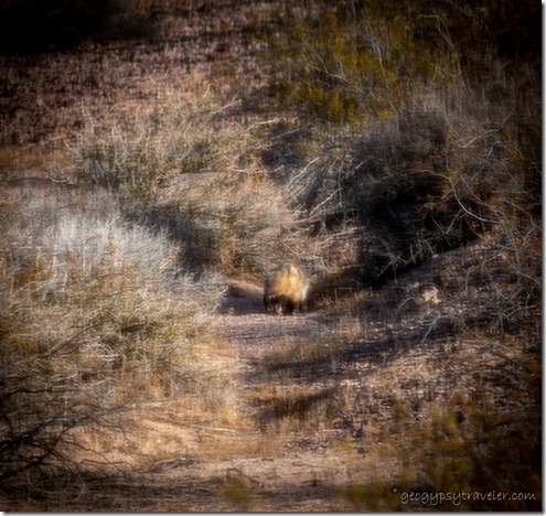 possible Badger through screen window BLM Palm Canyon Rd Kofa National Wildlife Refuge Arizona