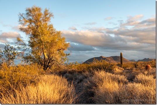 grass Palo Verde tree Saguaro cactus mt sunset clouds BLM Palm Canyon Rd Kofa NWR AZ
