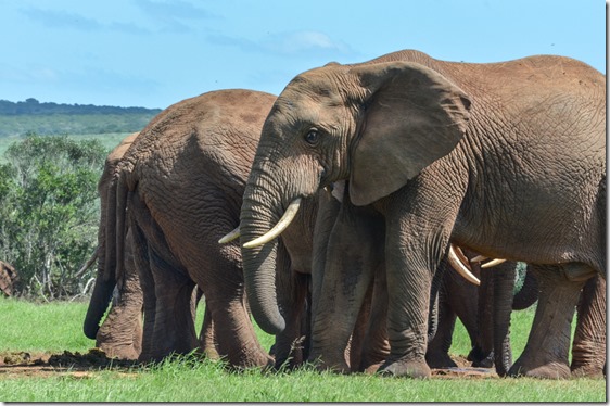 Elephants by waterhole Addo Elephant National Park South Africa