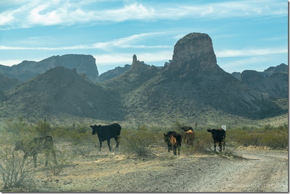 cattle desert mts Saddle Mt BLM Tonopah AZ
