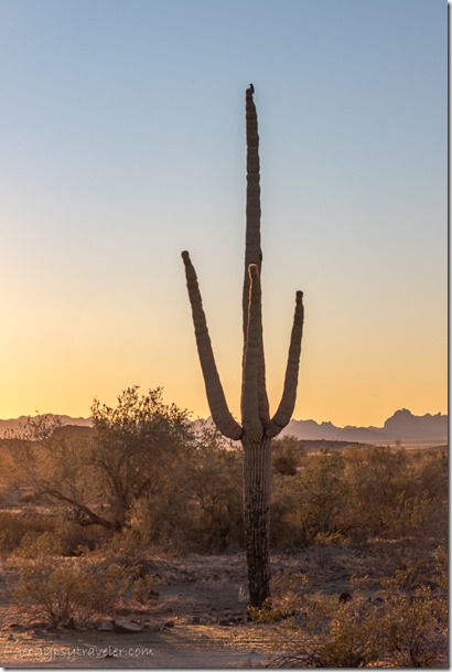 Saguaro cactus Woodpecker bird sunset Saddle Mt BLM Tonopah Arizona