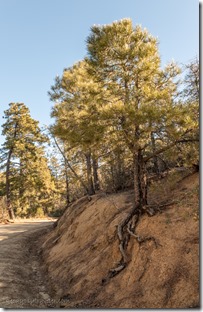 rd Ponderosa Pine tree root Copper Basin Rd Prescott National Forest Arizona