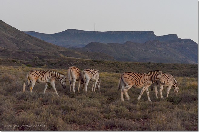 Burchell's zebras Karoo NP SA