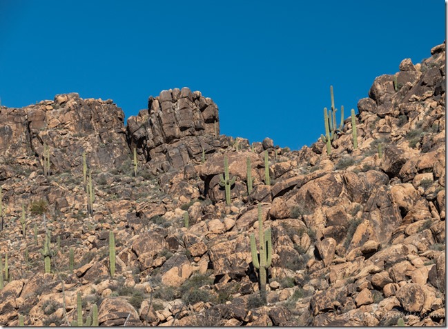 Saguaro cactus boulders mt Stanton Arizona