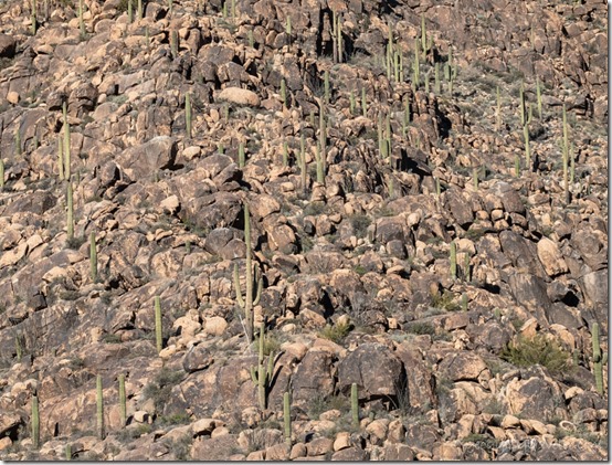 Saguaro cactus boulders mt Stanton Arizona