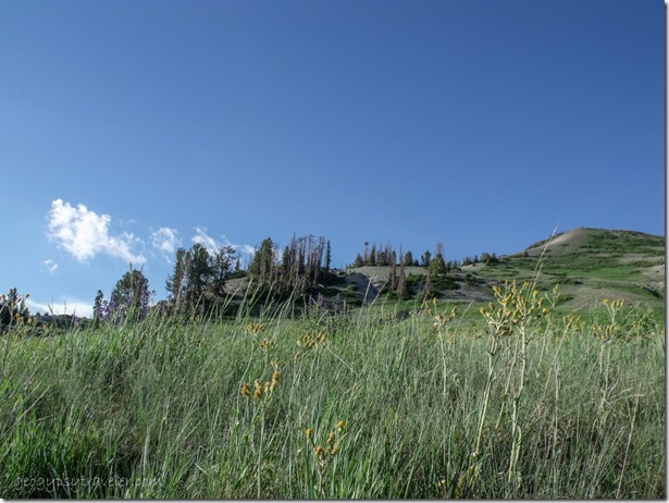 Wildflowers & hillside below Brian Head overlook Dixie National Forest Utah