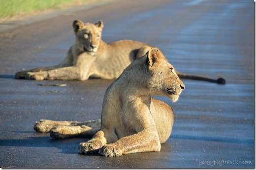Lions on road Kruger National Park South Africa