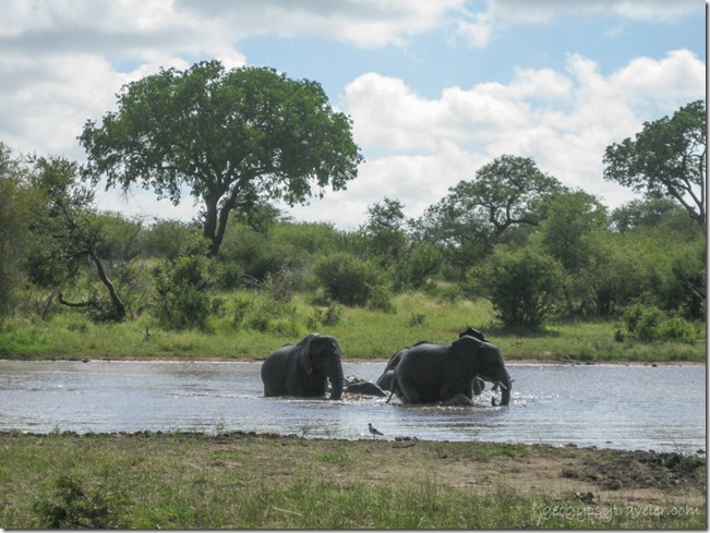 Elephants bathing Kruger NP Mpumalanga ZA