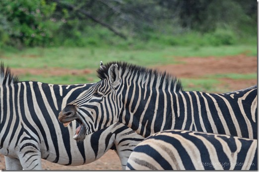 Zebras at salt lick Pilanesberg Game Reserve South Africa