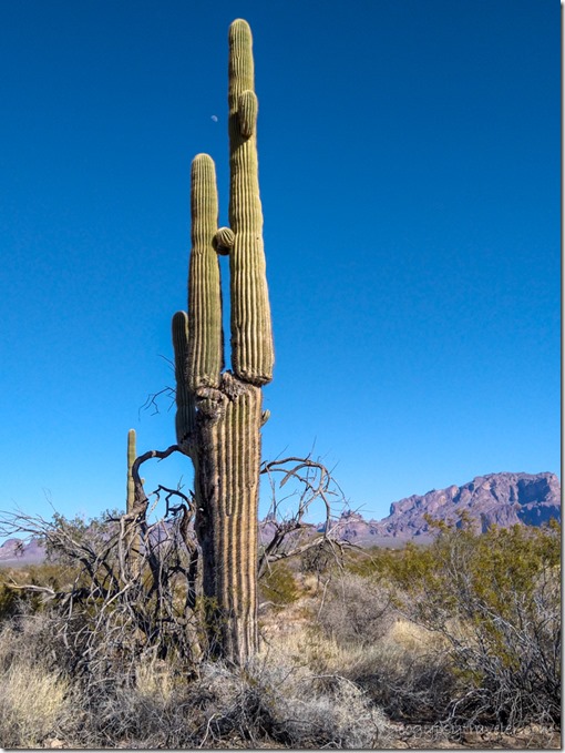 Saguaro cactus desert Kofa Mts moon BLM Palm Canyon Rd Kofa National Wildlife Refuge Arizona