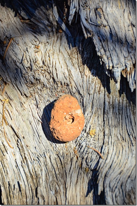 Crinoid trace fossil rock against wood Walhalla Plateau North Rim Grand Canyon National Park Arizona