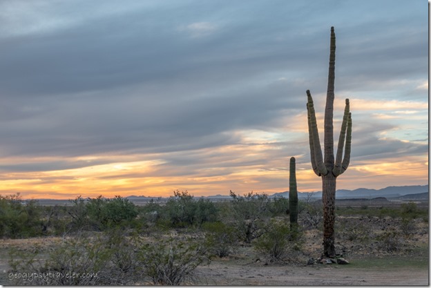 Saguaro cactus desert sunset clouds Saddle Mt BLM Tonopah Arizona