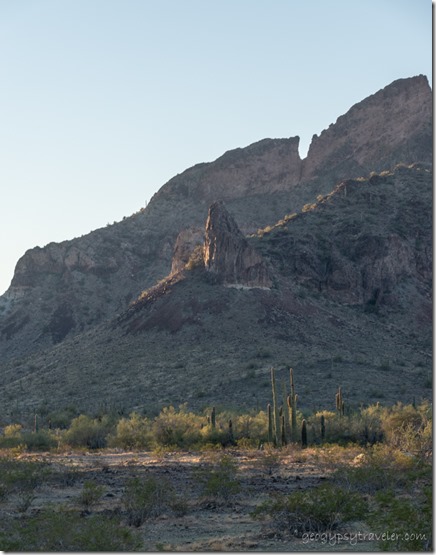 Saguaro cactus desert first light mt Saddle Mt BLM Tonopah Arizona