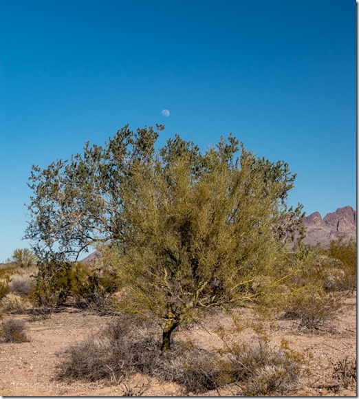 Palo Verde & Mesquite trees moon BLM Palm Canyon Rd Kofa National Wildlife Refuge Arizona