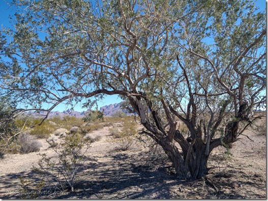 Mesquite tree Palm Canyon BLM Kofa National Wildlife Refuge Arizona