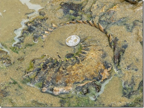 Ammonite fossil Wild Coast Sun Port Edward South Africa