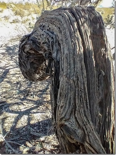 Mesquite tree curled trunk Palm Canyon BLM Kofa National Wildlife Refuge Arizona
