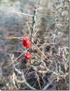 red cactus fruit Saddle Mt BLM Tonopah Arizona