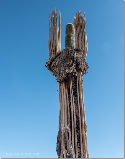 dead & live Saguaro cactus Saddle Mt BLM Tonopah Arizona