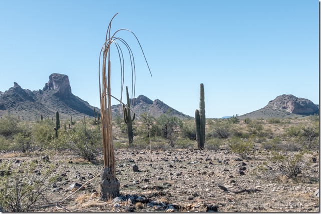 dead & live Saguaro cactus desert mts Saddle Mt BLM Tonopah Arizona