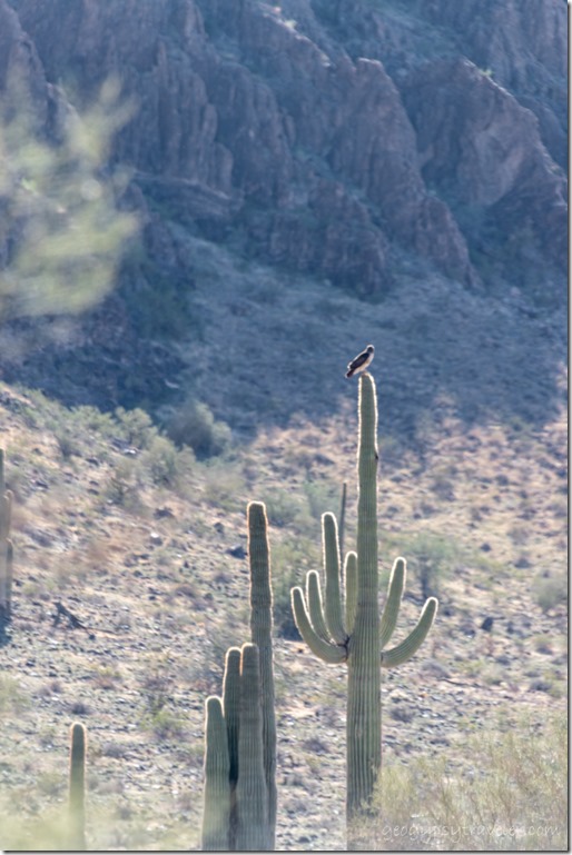 hawk on Saguaro desert Saddle Mt BLM Tonopah Arizona