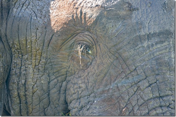 Elephant eye Kruger National Park South Africa
