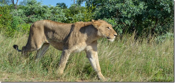 Lioness Kruger National Park South Africa