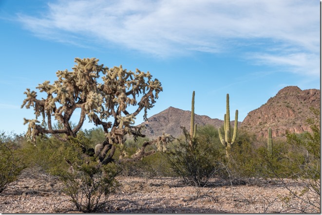 Cholla Saguaro cactus mts BLM Bates Well Rd Ajo Arizona