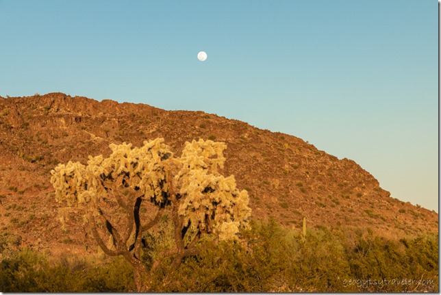 Cholla desert Black Mt moon BLM Bates Well Rd Ajo Arizona
