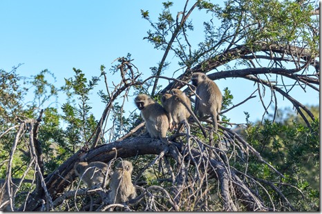 Vervet monkeys Mt Zebra National Park South Africa