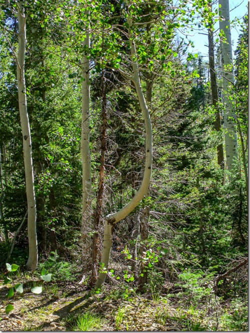 Bent Aspen Arizona trail North Rim Grand Canyon National Park Arizona