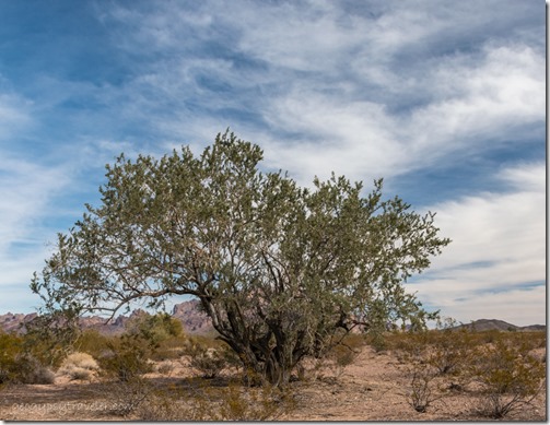 Mesquite tree frames Kofa Mts clouds BLM Palm Canyon Rd Kofa National Wildlife Refuge Arizona