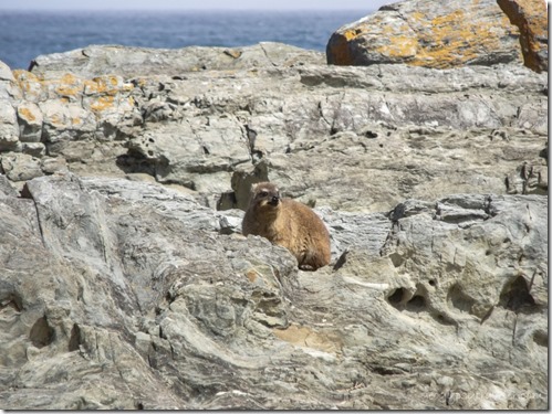 Dassie on limestone at Indian Ocean Tsitsikamma National Park Stormsriver Mouth Eastern Cape South Africa