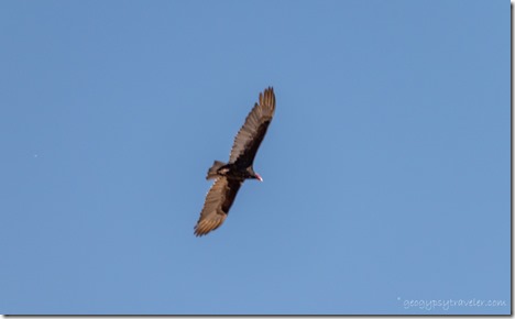 Turkey Vulture bird soaring BLM Bates Well Rd Ajo AZ