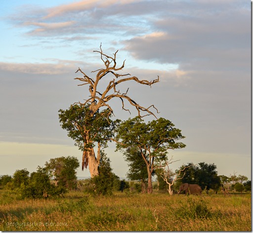 Elephant trees sunset clouds Kruger National Park South Africa