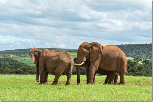 Elephants Addo Elephant National Park South Africa