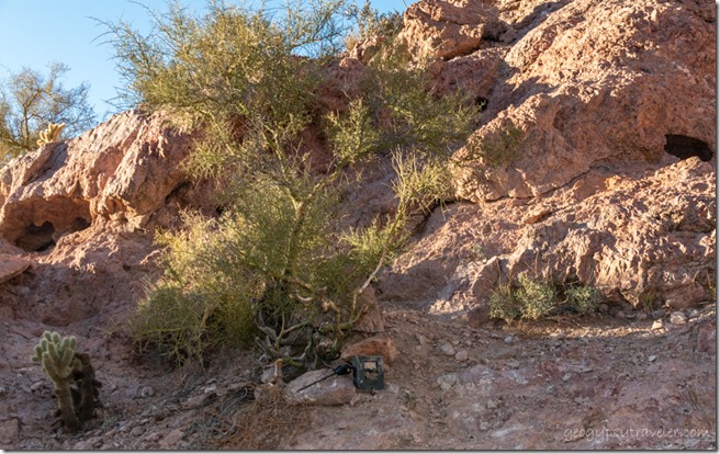 wildlife cam desert Queen Canyon Rd Kofa National Wildlife Refuge Arizona